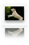 collage image title